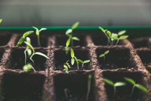 Growth Stocks vs. Value Stocks